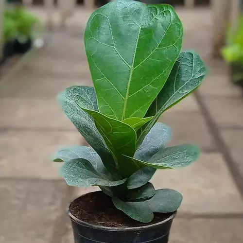 Fiddle-Leaf-Fig-sansar_green