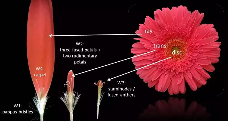 parts of Gerbera plant sansar green