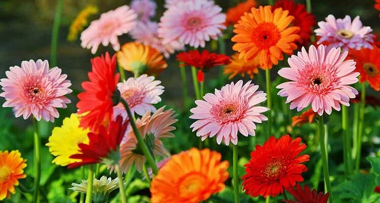 sansar Green Gerbera Plant