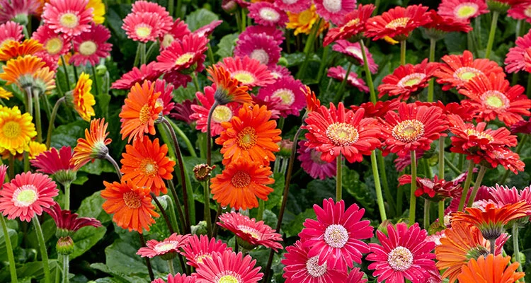 sansar green gerbera plant