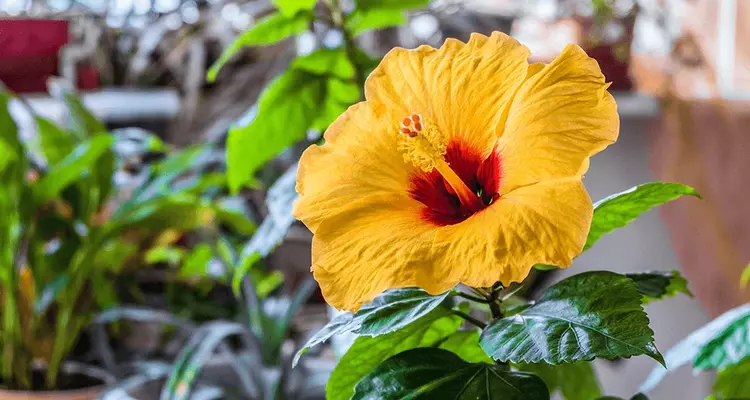 Hibiscus Flower Bloom