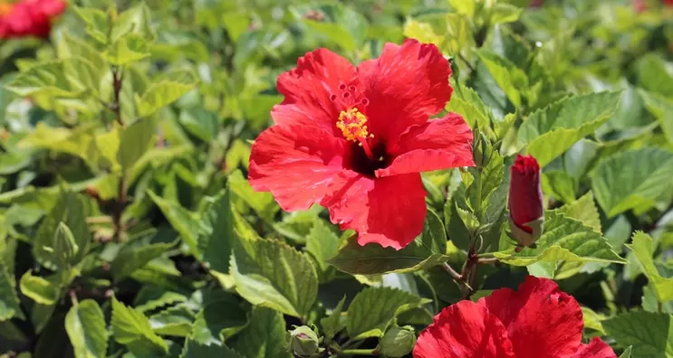 Hibiscus flower Booster