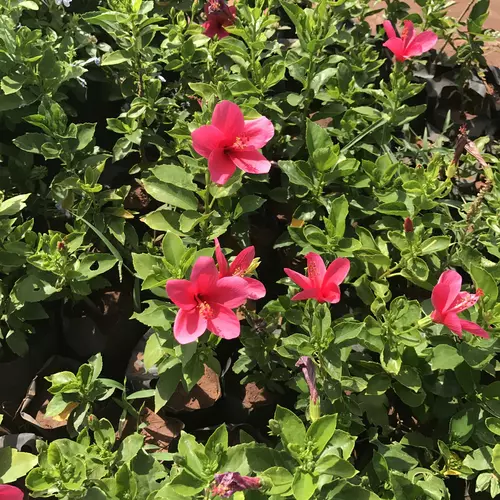 Hibiscus Flower In Home Garden