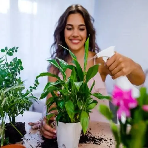 How To Take Care Of Plants_sansar_green_