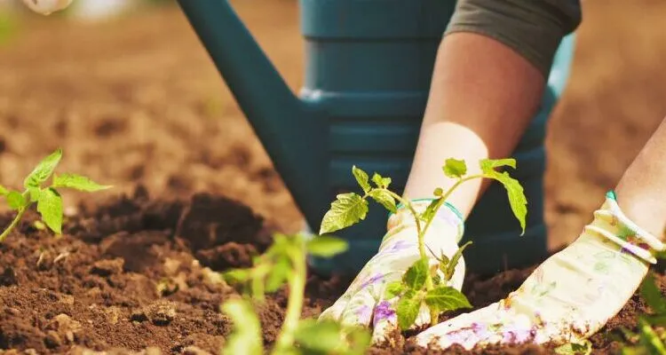 How is Organic Fertilizers Helpful For Plants_sansar_green