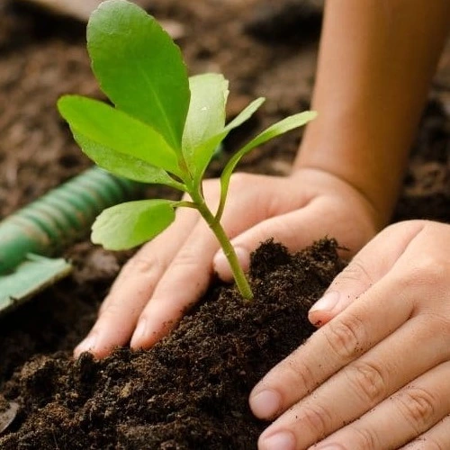How is Organic Fertilizers Helpful For Plants_sansar_green
