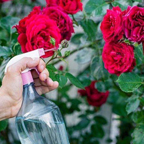   How to Prune Rose Plants in your Garden