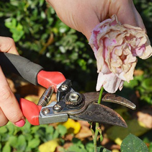   How to Prune Rose Plants in your Garden