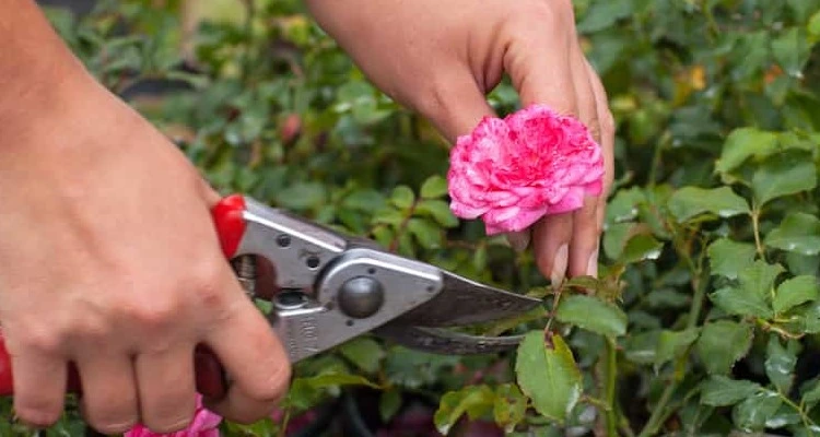   How to Prune Rose Plants in your Garden