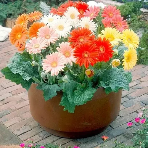 How to care for an indoor Gerbera plants 6