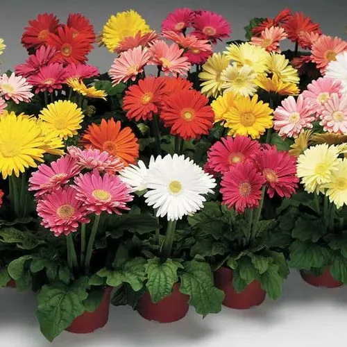How to care for an indoor Gerbera plants 6