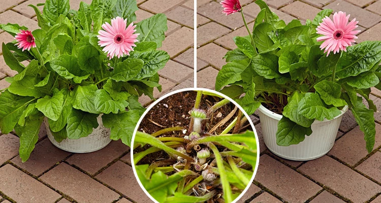 How to care for an indoor Gerbera plants 6