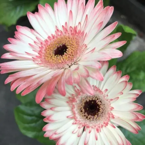 How to care for an outdoor Gerbera plants_sansar_green