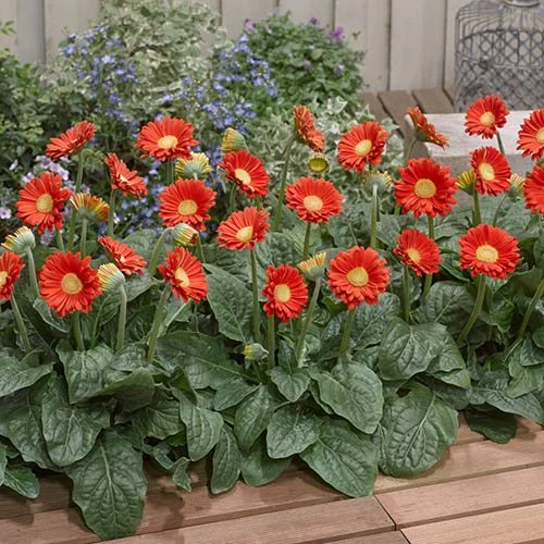 How to care for an outdoor Gerbera plants_sansar_green