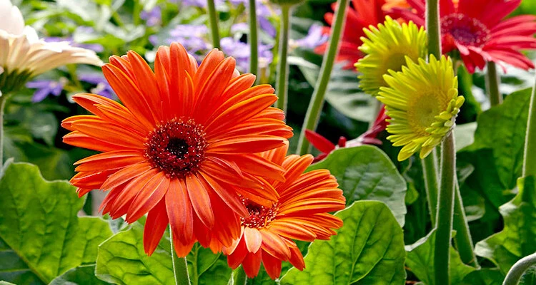 How to care for an outdoor Gerbera plants_sansar_green