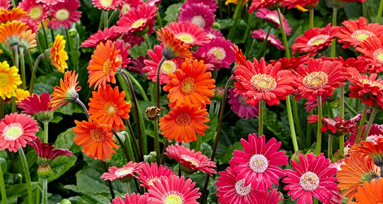 How to care for an outdoor Gerbera plants_sansar_green