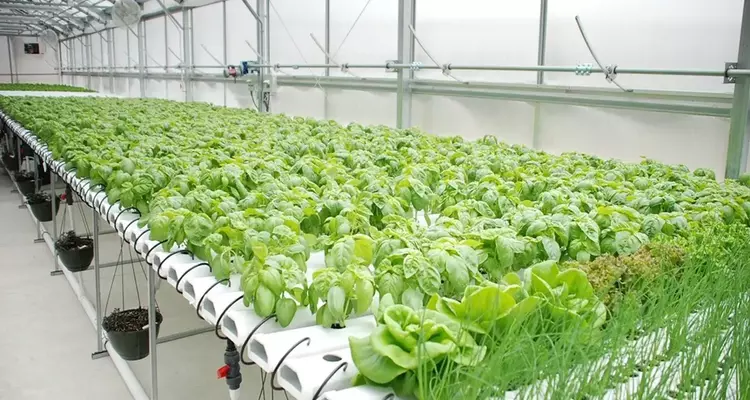 sansar green hydroponic