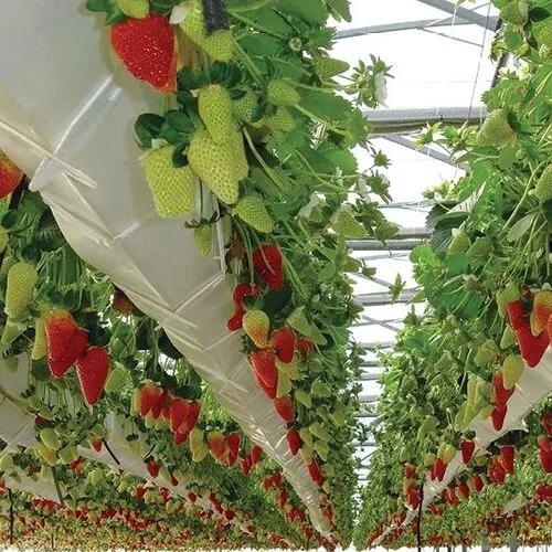 sansar green Hydroponic strawberry