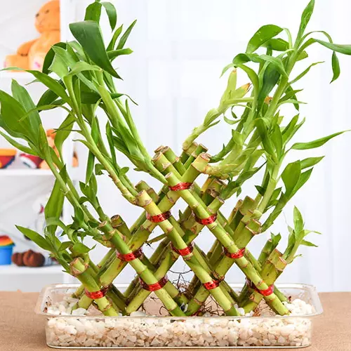 Luckybamboo_kitchen_plant