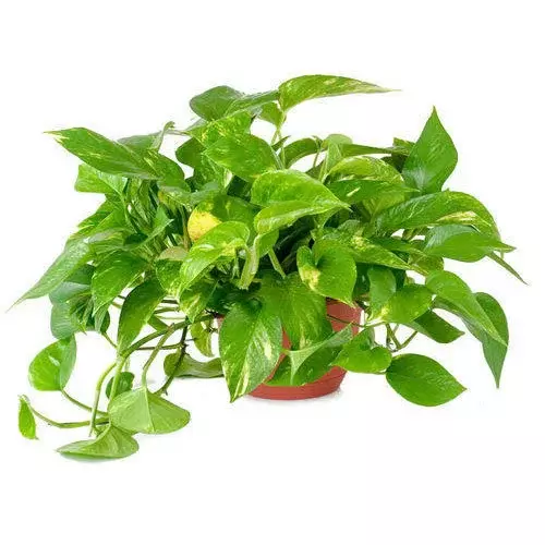 Money_plant_sansar_green_1