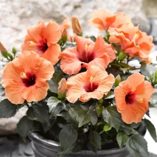 Sansar Green Orange Hibiscus