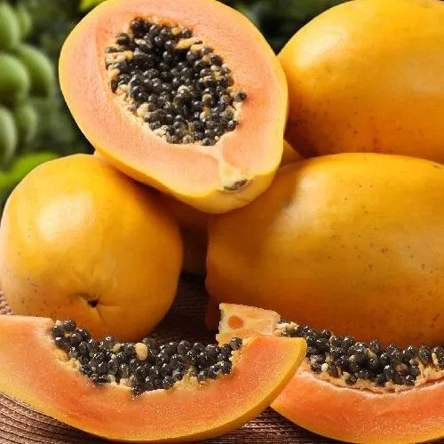 Papaya plant_sansar_green_2