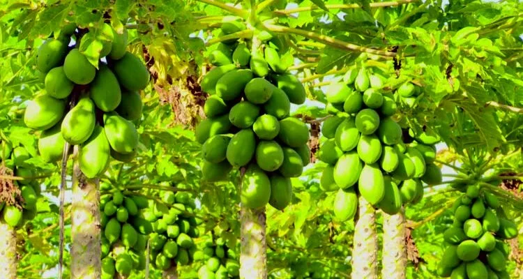 Papaya plant_sansar_green_1