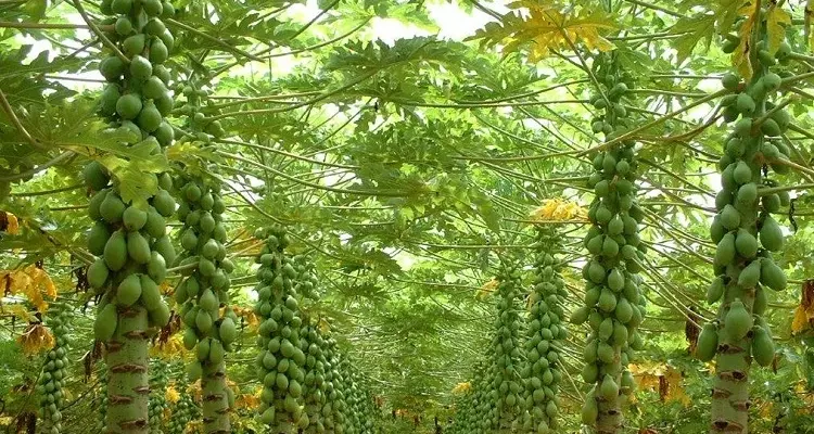 Papaya plant_sansar_green_4