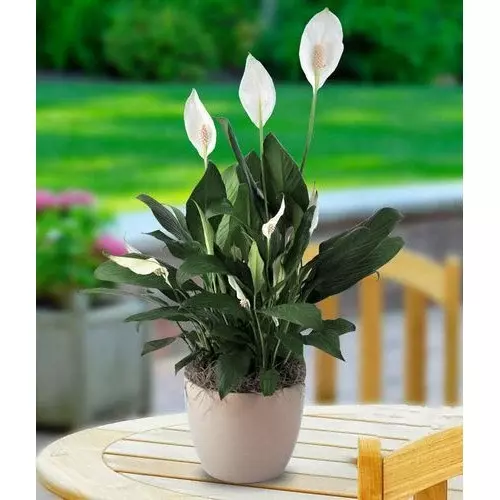 Peace-lily-sansar_green