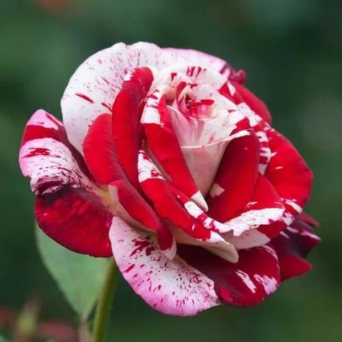 Tiger striped rose_sansar_green