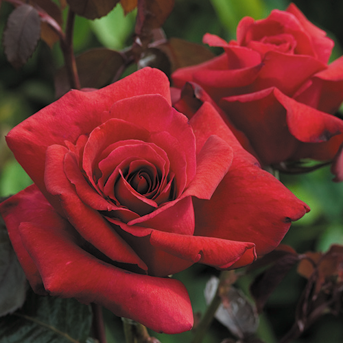 Dark red rose_sansar green