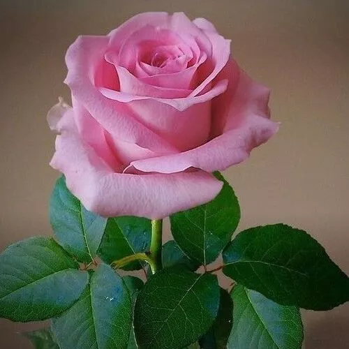 pink rose_sansar_green