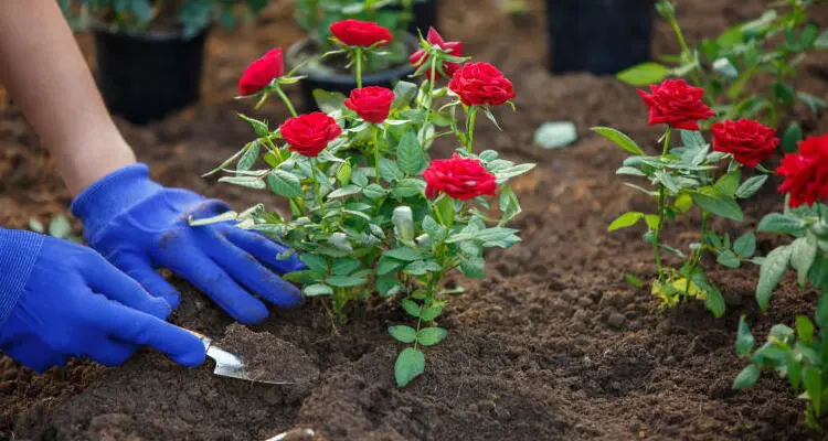 rose gardening_sansar_green