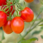 Sansar Green Liquid Bone Meal Fertilizer From Sansar Green