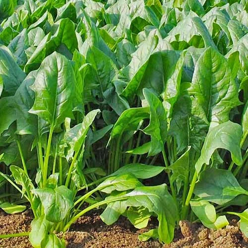 What-is-the-best-soil-for-growing-vegetables_sansar_green