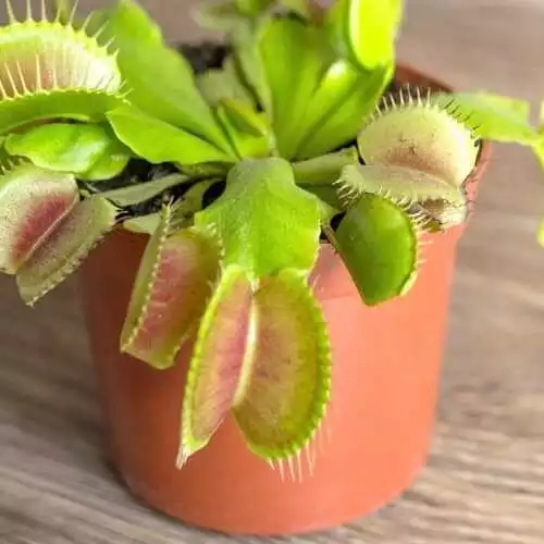 Venus-Fly-Traps_kitchen_plant