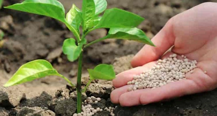 What are Organic fertilizers_sansar_green