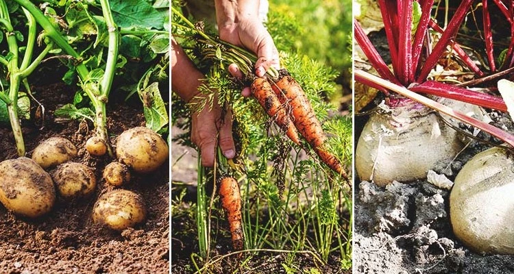 What-is-the-best-soil-for-growing-vegetables_sansar_green