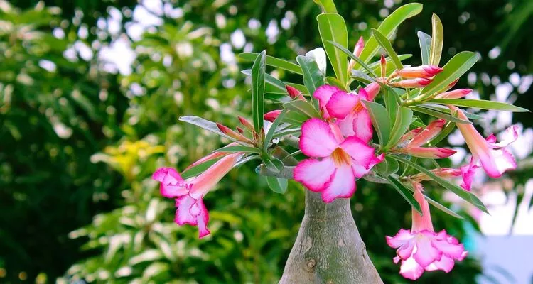 Adenium sansar green