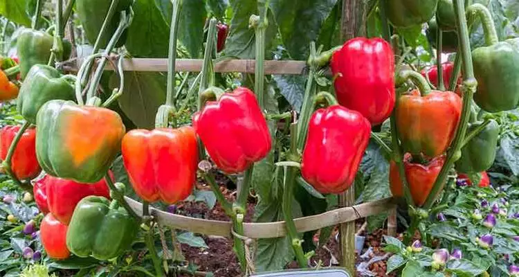 Capsicum sansar green