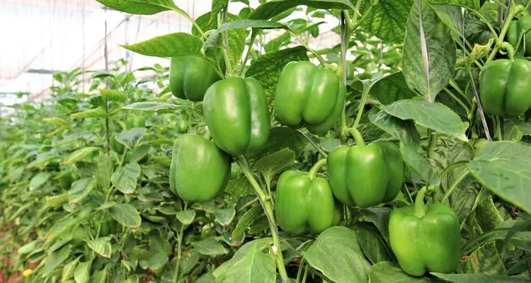 capsicum sansar green