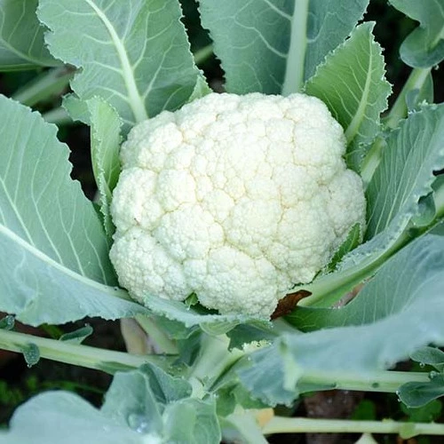 couliflower_sansar_green
