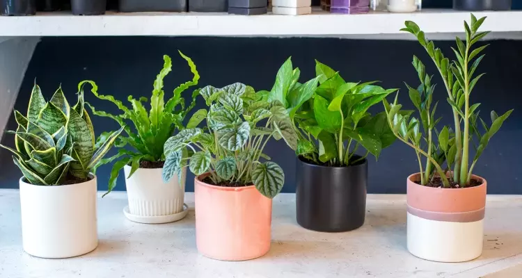 beautiful indoor plants_sansar_green