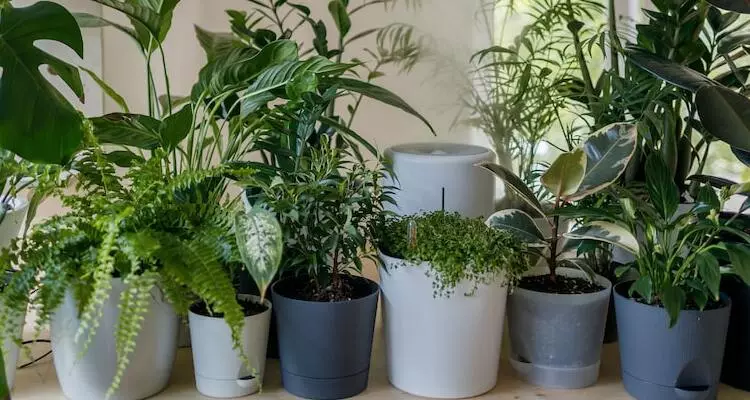 best indoor plants_sansar_green