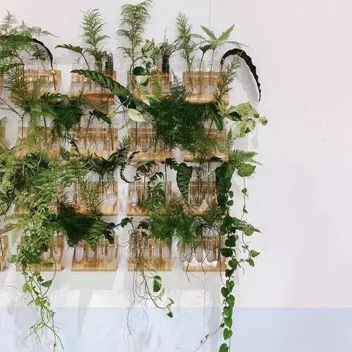 knot_plant_sansar_green