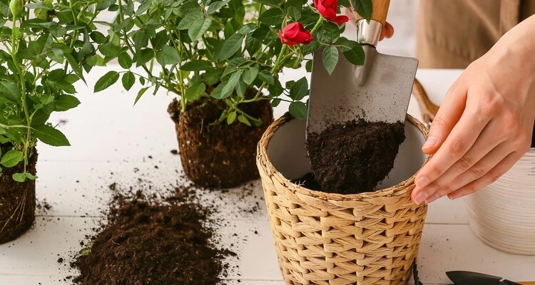 potting-soil-for-rose-sansar_green_1