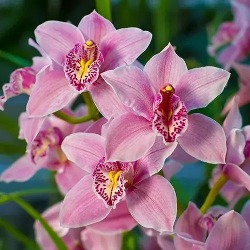 sansar green orchid