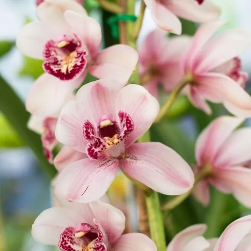 sansar green orchid