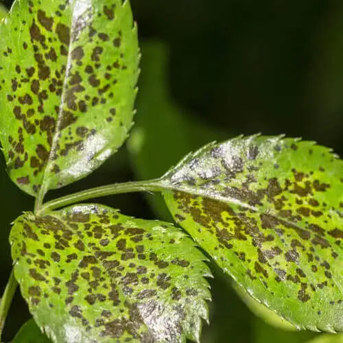 Common Plant Diseases Harmful to your plants_sansar_green