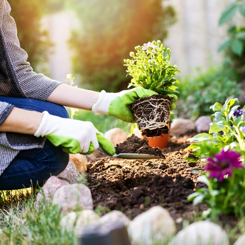 How To Start Gardening 2023 India Tips for beginners
